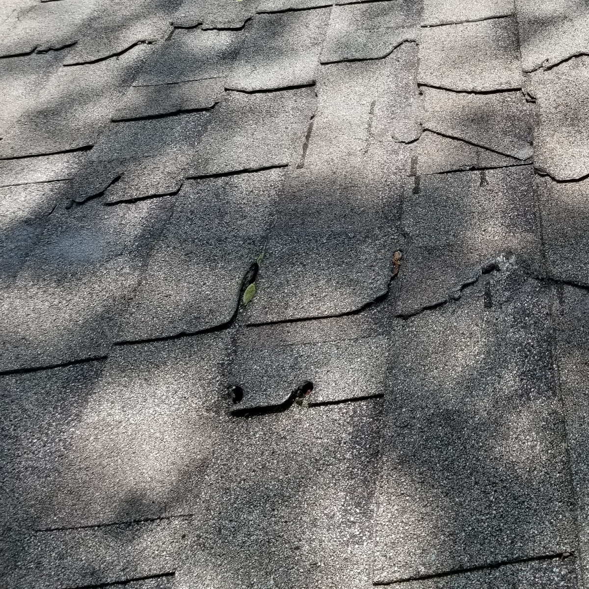 Close-up of curled and lifted asphalt shingles showing wind damage after a storm